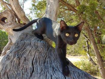 Rescue Domestic Short Hair Cats for Adoption in Fischer, Texas - Pluto | PetCurious