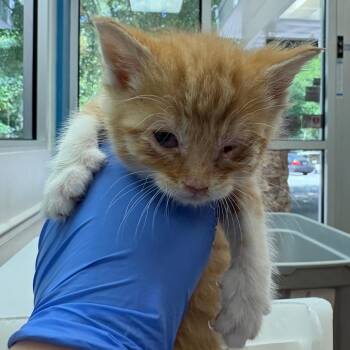 Domestic Short Hair Cats Available for Adoption in Columbus, Georgia - Hydro Flask | PetCurious