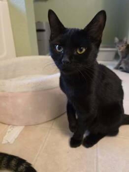 Rescue Domestic Short Hair Cats for Adoption in Dallas, Texas - Brickette | PetCurious