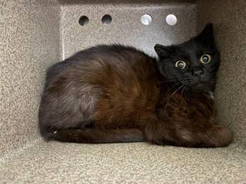Domestic Short Hair Cats Available for Adoption in Pueblo, Colorado - PIES IN THE BARN | PetCurious