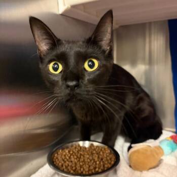 Maggie -  Domestic Short Hair Cat for Adoption in Council Bluffs, Iowa - Maggie | PetCurious