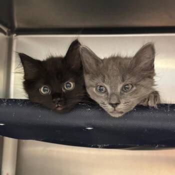 A Fig Deal -  Domestic Long Hair Cat for Adoption in Charlottesville, Virginia - A Fig Deal | PetCurious