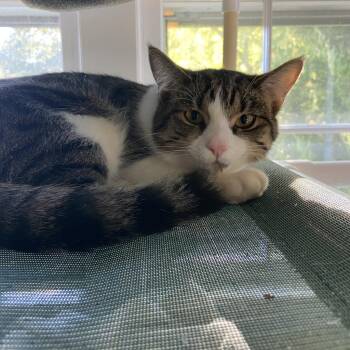 Sal Parnassus -  Domestic Short Hair Cat for Adoption in Boston, Massachusetts - Sal Parnassus | PetCurious