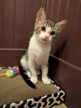 Timon -  Domestic Short Hair Cat for Adoption in Diamond Springs, California - Timon | PetCurious