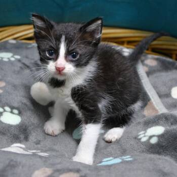 McQueen -  Domestic Short Hair Cat Available for Adoption in Beaumont, Texas - McQueen | PetCurious