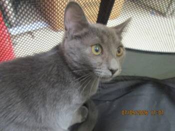 Willow(628) -  Domestic Short Hair Cat for Adoption in Marietta, Georgia - Willow(628) | PetCurious