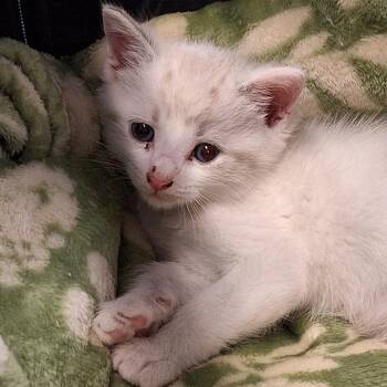 Domestic Short Hair Cats Available for Adoption in Montgomery, Alabama - Hanzel | PetCurious