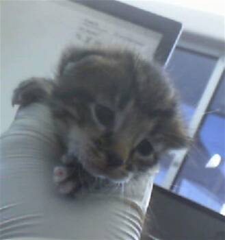 Rescue Domestic Short Hair Cats for Adoption in Dallas, Texas - PACO | PetCurious