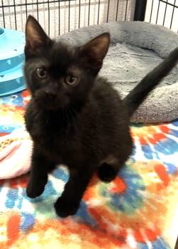 Rescue Domestic Short Hair Cats for Adoption in Boca Raton, Florida - Mandy 8232 | PetCurious