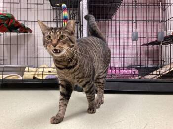Charm -  Domestic Short Hair Cat Available for Adoption in Cincinnati, Ohio - Charm | PetCurious