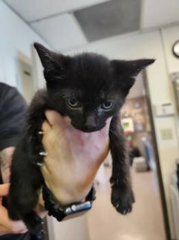Domestic Short Hair Cats Available for Adoption in Burbank, California - RIZO | PetCurious