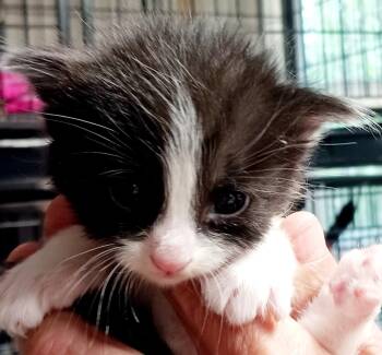 Twitty -  Domestic Short Hair Cat for Adoption in Bulverde, Texas - Twitty | PetCurious