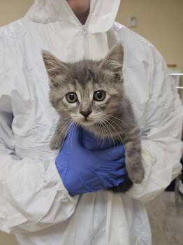 Domestic Short Hair Cats Available for Adoption - Lizzo ICC-448-25 | PetCurious