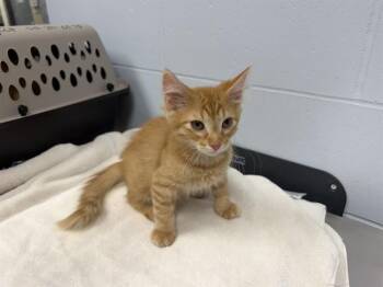 BRONX -  Domestic Medium Hair Cat for Adoption in Ames, Iowa - BRONX | PetCurious