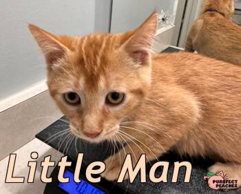 Little Man -  Domestic Short Hair Cat for Adoption in Douglasville, Georgia - Little Man | PetCurious