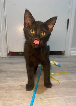 Biscotti -  Domestic Short Hair Cat for Adoption in Shawnee, Oklahoma - Biscotti | PetCurious