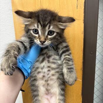 Oskar -  Domestic Short Hair Cat for Adoption in Columbiana, Alabama - Oskar | PetCurious