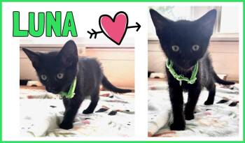 Luna -  Domestic Short Hair Cat for Adoption in Valley City, North Dakota - Luna | PetCurious