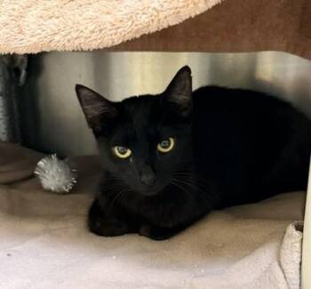 BETTY -  Domestic Short Hair Cat for Adoption in Alameda, California - BETTY | PetCurious