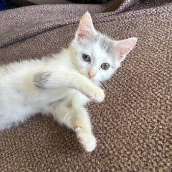 Luke -  Domestic Short Hair Cat for Adoption in Columbus, North Carolina - Luke | PetCurious