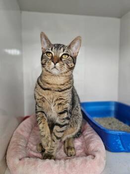 Domestic Short Hair Cats Available for Adoption - Flex | PetCurious