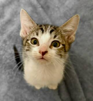 Domestic Medium Hair Cats Available for Adoption in Glocester, Rhode Island - Clover | PetCurious