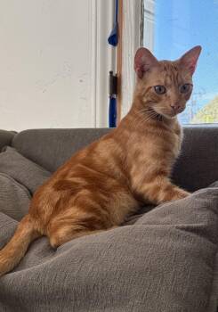Jelly -  Domestic Short Hair Cat for Adoption in South Pasadena, California - Jelly | PetCurious