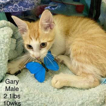 Gary -  Domestic Short Hair Cat for Adoption in Leander, Texas - Gary | PetCurious