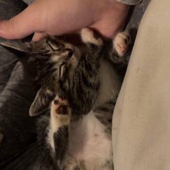 Incredibly Spooky 30 -  Domestic Short Hair Cat for Adoption in Austin, Texas - Incredibly Spooky 30 | PetCurious
