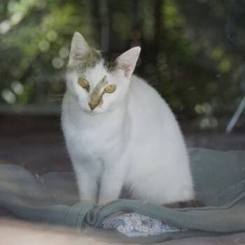 Rescue Domestic Short Hair Cats for Adoption in Seneca, South Carolina - Felicity $25- Fostered | PetCurious