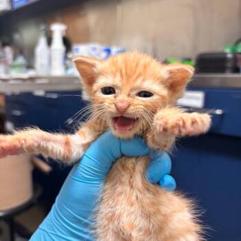Teddy Ruxpin -  Domestic Short Hair Cat for Adoption in Lynchburg, Virginia - Teddy Ruxpin | PetCurious