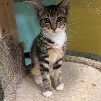 Soney -  Domestic Short Hair Cat for Adoption in Fresno, California - Soney | PetCurious