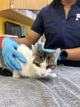 Beverly -  Domestic Short Hair Cat for Adoption in Raleigh, North Carolina - Beverly | PetCurious
