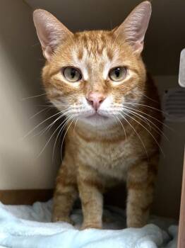 Domestic Short Hair Cats Available for Adoption - GARF | PetCurious