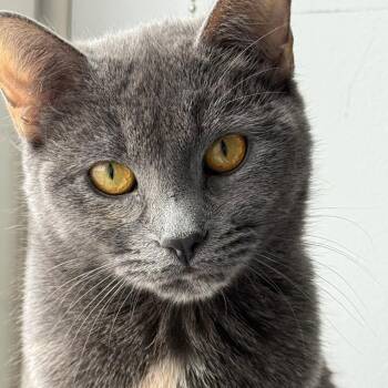 Unknown (Needs urgent adopter or foster) -  American Shorthair Cat for Adoption in New York, New York - Unknown (Needs Urgent Adopter Or Foster) | PetCurious