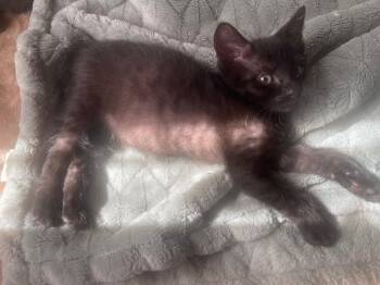BOB -  Domestic Short Hair Cat Available for Adoption in San Bernardino, California - BOB | PetCurious