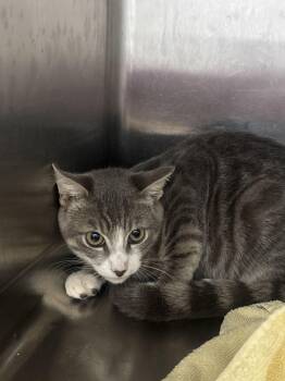 Jimothy -  Domestic Short Hair Cat for Adoption in Hilton Head Island, South Carolina - Jimothy | PetCurious