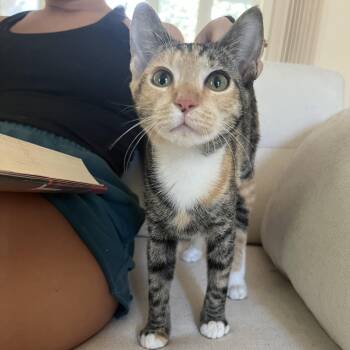 Dottie (the sweetest girl) -  Dilute Calico and Calico Cat for Adoption in Satsuma, Alabama - Dottie (the Sweetest Girl) | PetCurious