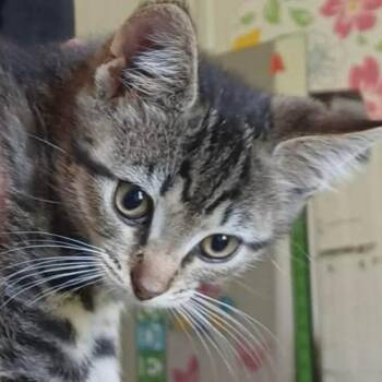 Lux -  Domestic Short Hair Cat for Adoption - Lux | PetCurious