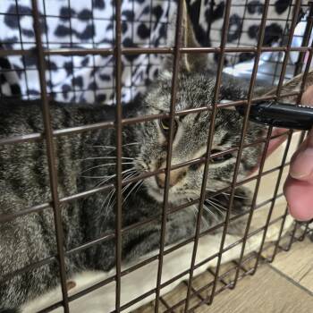 Domestic Short Hair Cats Available for Adoption in Newark, New Jersey - Anabelle | PetCurious