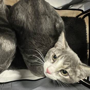Hello -  Domestic Short Hair Cat for Adoption in Greensboro, North Carolina - Hello | PetCurious
