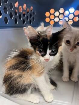 HARLEY -  Domestic Medium Hair Cat for Adoption in Thousand Palms, California - HARLEY | PetCurious