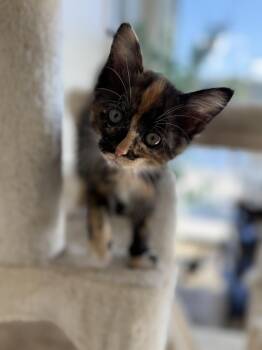 Maple -  Domestic Medium Hair Cat for Adoption in Ephrata, Washington - Maple | PetCurious