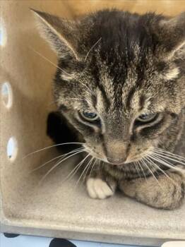Domestic Short Hair Cats Available for Adoption in Derwood, Maryland - WISHY | PetCurious