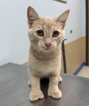 Mr. Kitty Fingers -  Domestic Short Hair Cat for Adoption in Sioux City, Iowa - Mr. Kitty Fingers | PetCurious