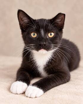 colorado -  Tuxedo Cat for Adoption in Miami, Florida - Colorado | PetCurious