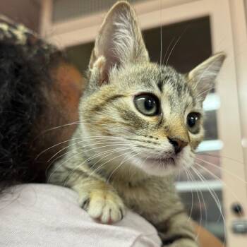 Flora -  Domestic Short Hair Cat for Adoption in Sunrise, Florida - Flora | PetCurious