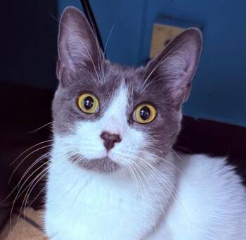 River -  Domestic Short Hair Cat for Adoption - River | PetCurious