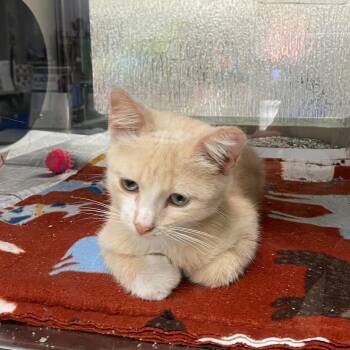 Butterscotch A218765 -  Domestic Short Hair Cat for Adoption in Plano, Texas - Butterscotch A218765 | PetCurious