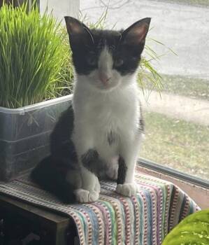 Domestic Short Hair Cats Available for Adoption - Beethoven | PetCurious